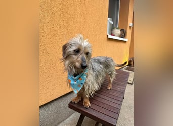 Bert, sehr lieber und neugieriger Mischling, geb. 06/2024