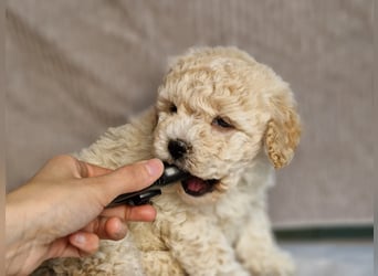 Maltipoo Welpe Rüde