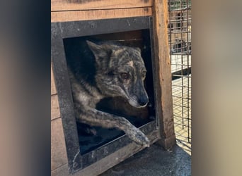 Nala wünscht sich ein Zuhause