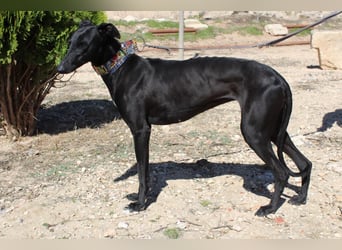 GUILIA-zarte Galga mit großer Seele sucht Geborgenheit in einem liebevollen Zuhause