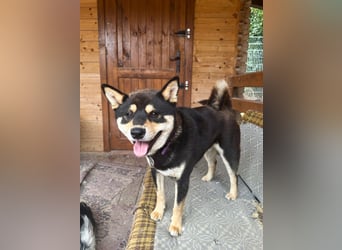Furyo