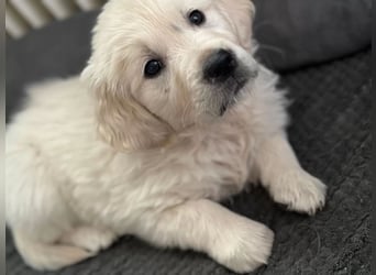 Golden Retriever Deckrüde mit Ahnentafel