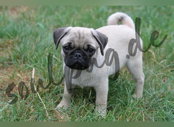 Mops 2.0 Welpen, Rüde, 13 Wochen, Ahnentafel CfdM / VDH / FCI