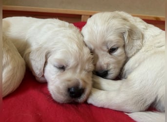 Zuckersüße Golden Retriever Welpen
