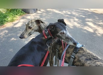 Toni, sucht ein liebevolles Zuhause
