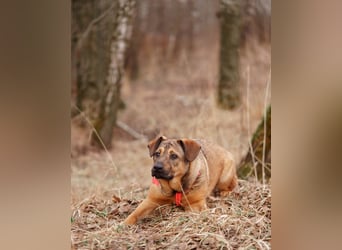 Teenager-Hündin Bulochka sucht Familie