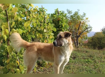 Schoßhund im XL-Format – Lukas will ankommen