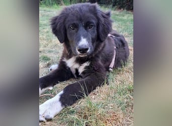 Baloo - junger,lebensfroher Hund