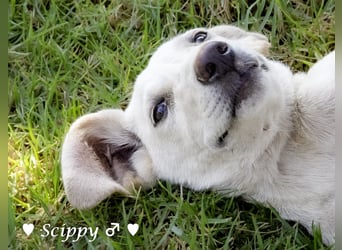 Marla, Scippy und Kea auf der Suche nach ihrer Familie