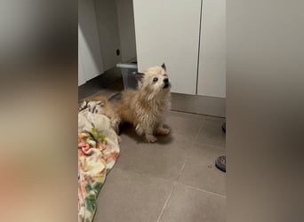 CHIWI- auf der Suche nach einem letzten, liebevollen Zuhause!