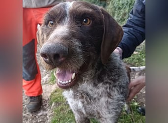 Jack - lebensfroher Drahthaarmix sucht sportliche Familie mit Herz und Hundeverstand