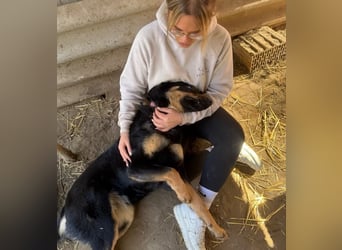 MIMI - traumhafte Schäferhund-Mix-Hündin