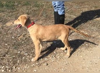 Gordon sucht neues Zuhause