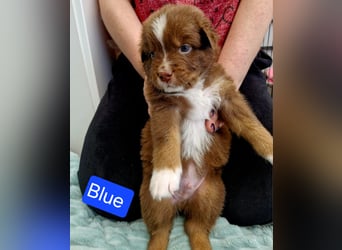 Australian Shepherd Welpen