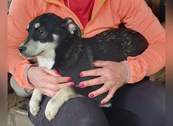 ♥LEVIA♥ süße, hübsche, noch etwas zurückhaltende Juniorin 39 cm (wachsend)