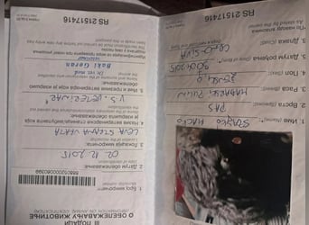 Mancika VA – liebenswerte Hundedame auf der Suche nach einem zweiten Glück