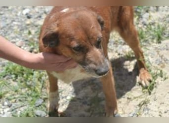 Mike, einer von zwölf zurückgelassenen Hunden sucht ein neues Zuhause