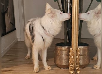 Alaska3 06/2024 (in Deutschland) - eine ganz besondere Border-Collie Hündin!