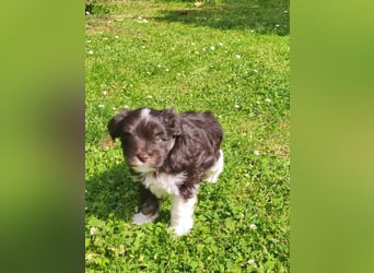 American zwergschnauzer BRUNO