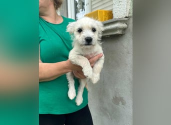 Snoopy, geboren 01.05.2025, 23cm sucht sein Körbchen