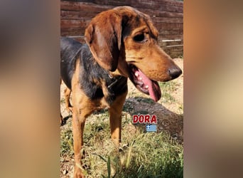 Dora,geb.05/23,liebes,blindes Brackenmädchen sucht ihre Familie