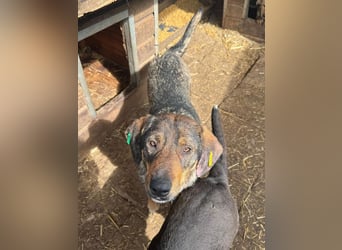 ♥SINA♥ hübsche, zu dünne, ganz liebe Hündin, die wegen des Tierheimstresses resigniert 49 cm