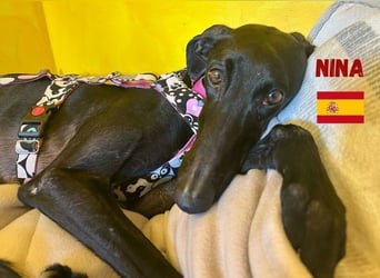 Nina,geb.03/23,schüchternes Galgo-Mädchen sucht ihre Familie