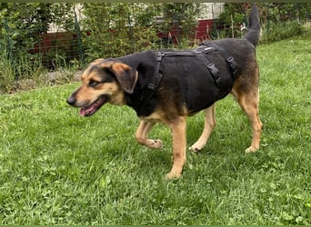 gutmütige Schäfer-Mix-Hündin (Tierschutz)