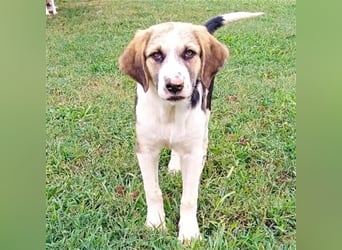 Barney - griech. Schäferhund-Mischling