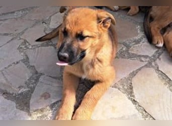 Sammy, ein verspieltes Hundekind auf der Suche nach einem Zuhause fürs Leben