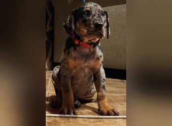 Louisiana Leopard - Catahoula