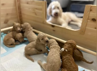 Goldendoodle apricot, eine Hündin, Welpe, abgabebereit Golden Doodle
