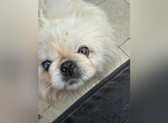 Frankie, geboren 2021, 29cm sucht sein Zuhause