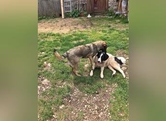 Sarplaninac-Schäfer Mischlings Rüde  Findus (Herden Schutzhund) Sucht ein erfahrenes zuhause