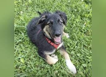 Atos ein absoluter Familienhund