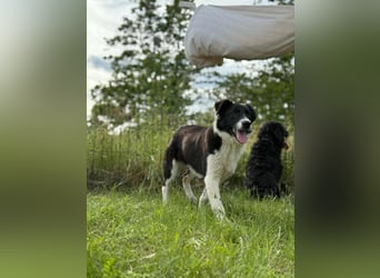 Deza, geboren 01.10.2024, 50cm sucht sein Zuhause