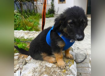Gobi sucht ein Zuhause