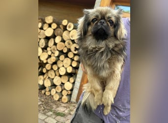 Odett, 1 Jahr, 25cm sucht ihre Leute