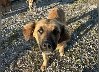 Was Chiko noch fehlt, bist Du