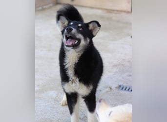 Husky-Mix-Rüde ♥Khan♥ fit, freundlich + klug