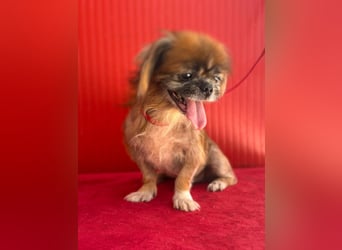 Fritzi, Pekinese, Rüde, geb. am 10.05.2014, 26 cm,   -Notfall-