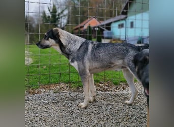 Silver - optisch und charakterlich ein Traum