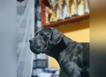 Cane Corso grau  welpen hündin Graue Hündin mit Züchtergarantie EUCH WCh-Linie zu verkaufen