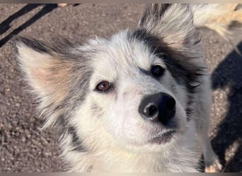 Aimee, RESERVIERT Husky-Collie Mix Lady ,  verjagt und sich selbst überlassen