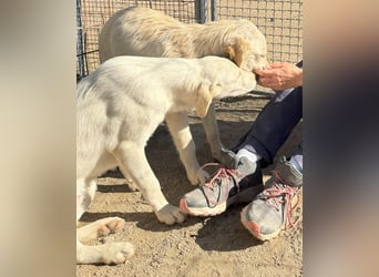 Winnie : will toben, spielen, schmusen