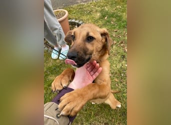 Herzensbrecher Bernie sucht sein Happy End (82515 Wolfratshausen)