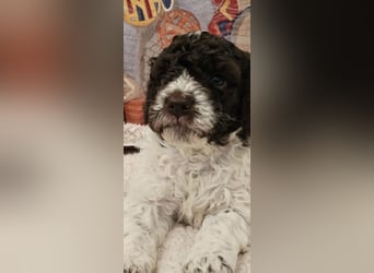 Lagotto Romagnolo welpen