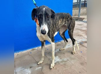 Marylin, zauberhafte Galgo Lady, zu brav für die Jagd, abgegeben