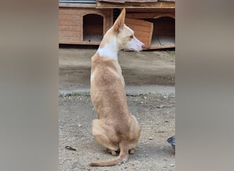 Tina, sucht ihr Zuhause