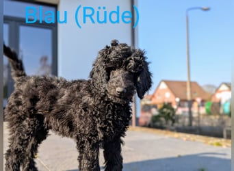 Königspudelwelpen in der Farbe Schwarz